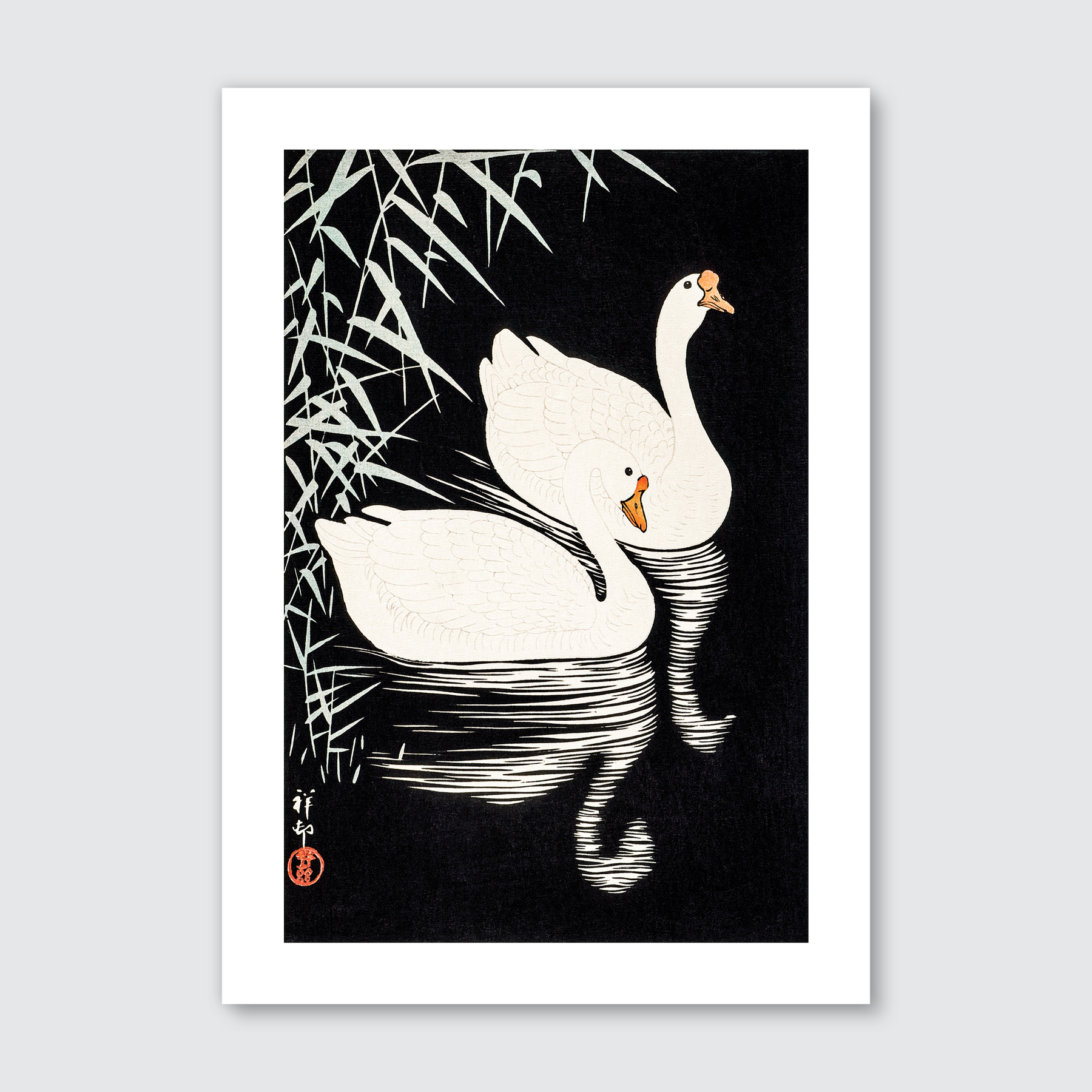 White Chinese Geese Swimming by Reeds