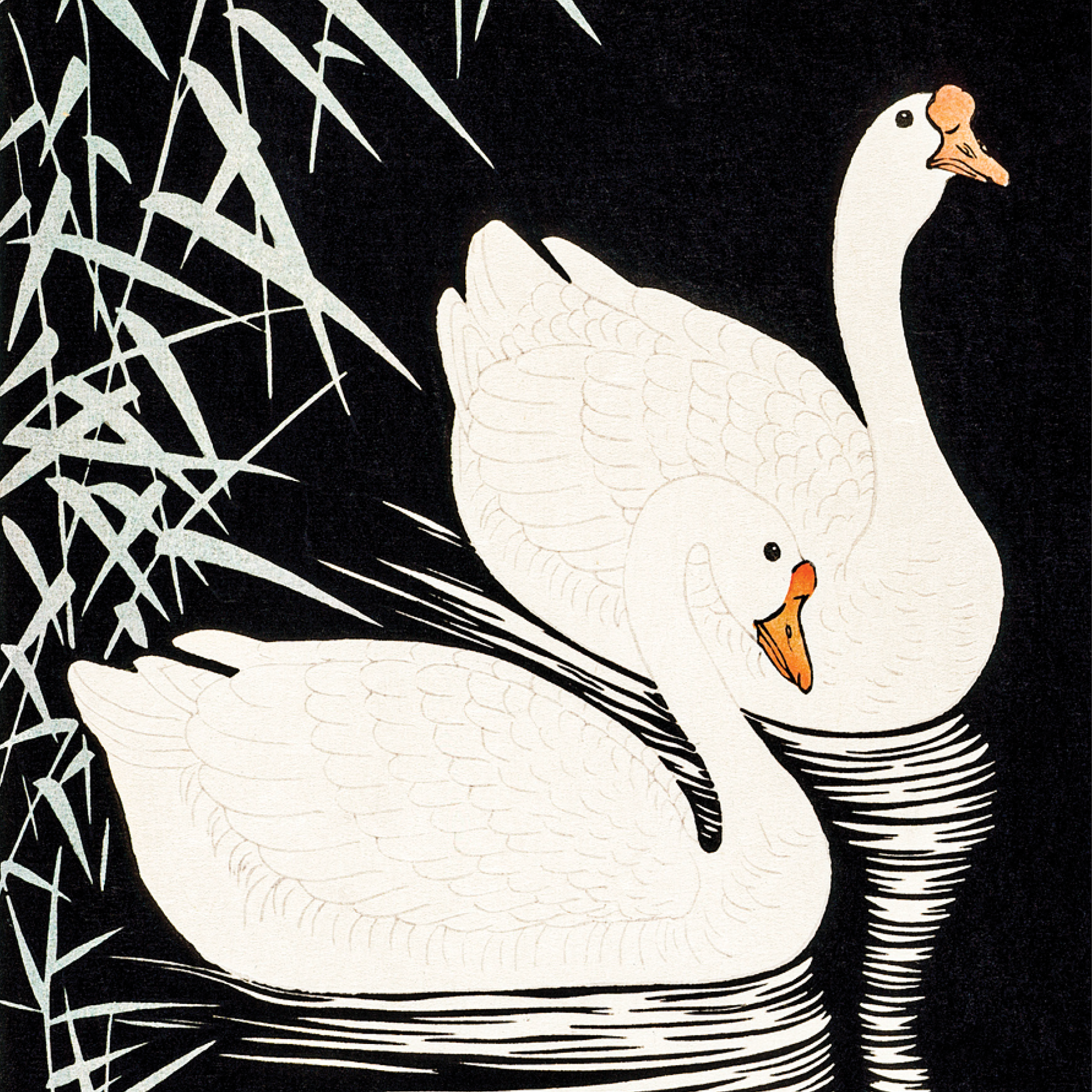 White Chinese Geese Swimming by Reeds