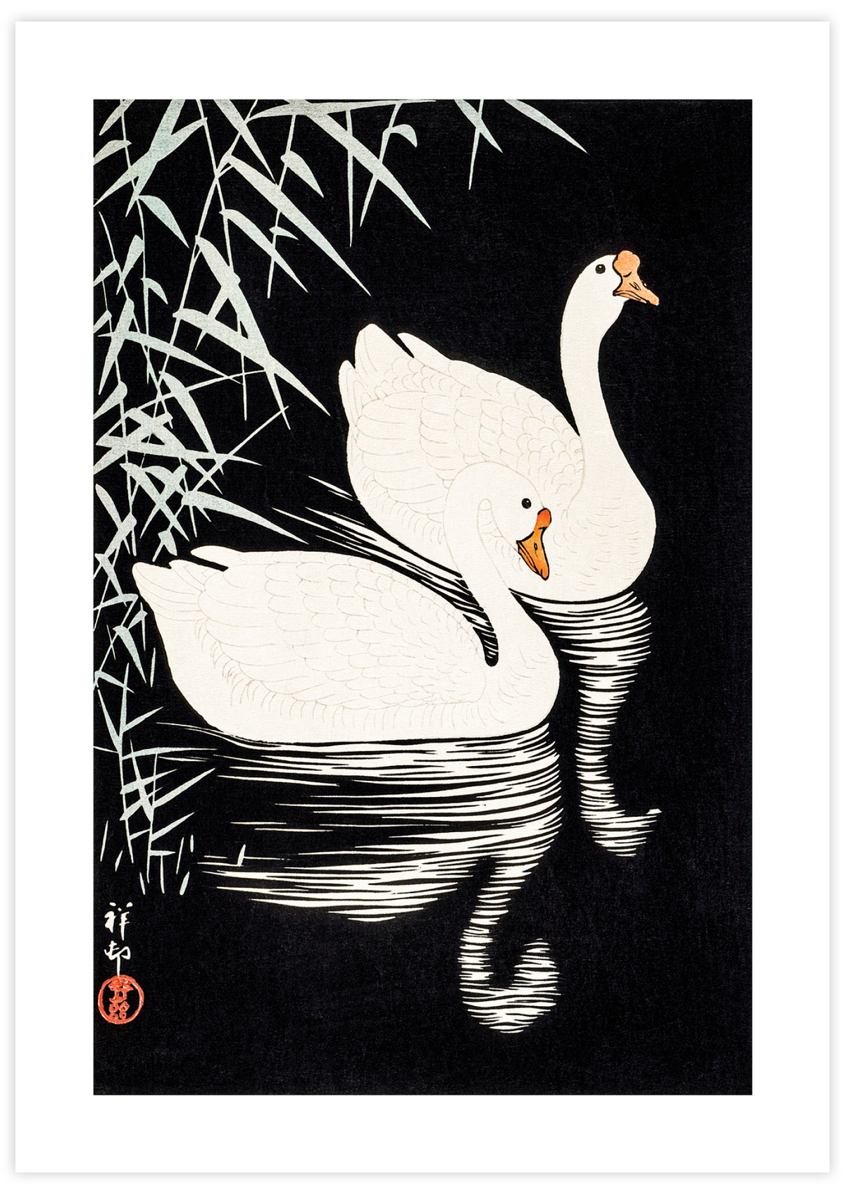 White Chinese Geese Swimming by Reeds