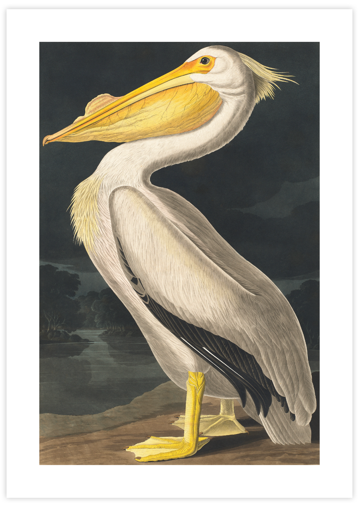 White Pelican