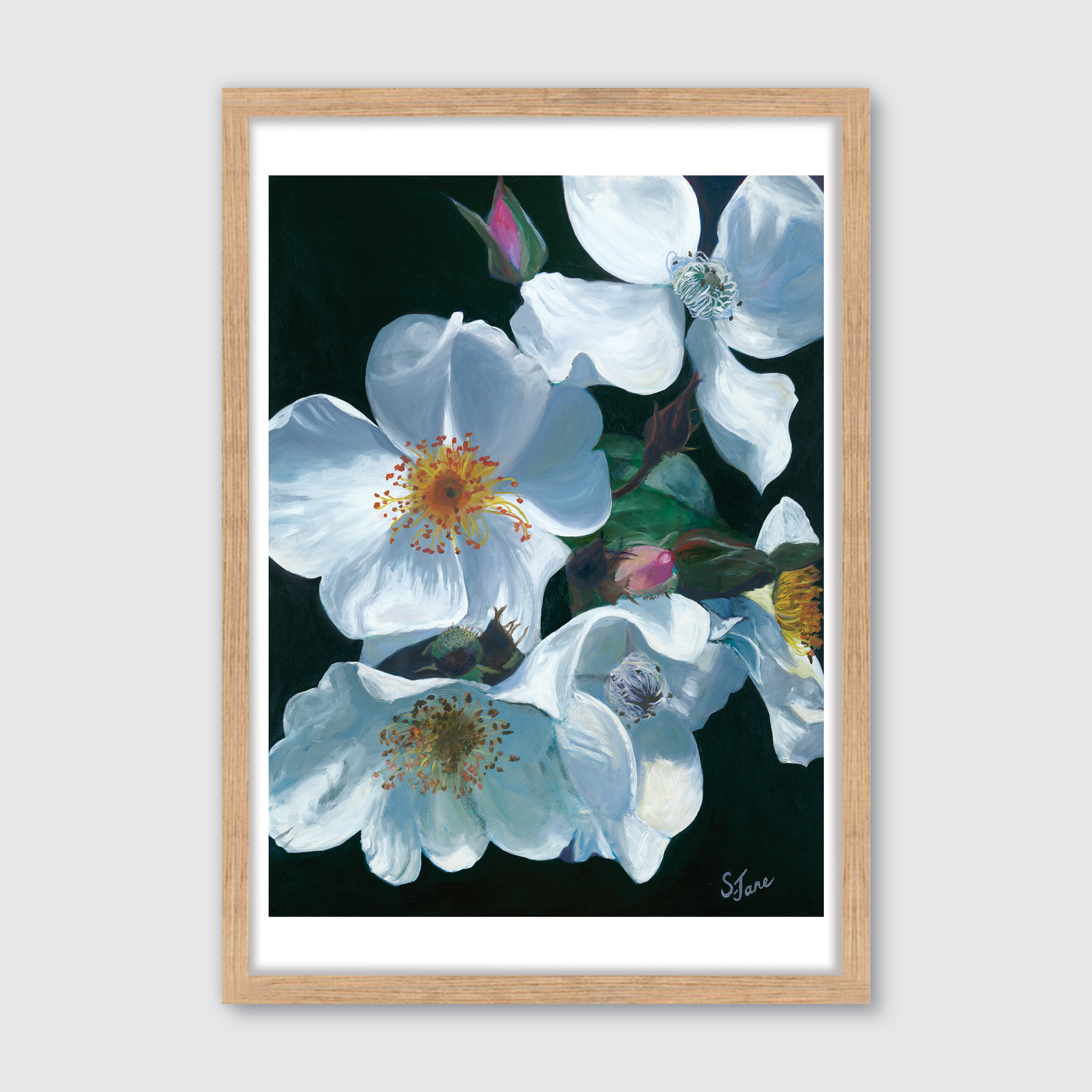 White Tumbling Briar Roses