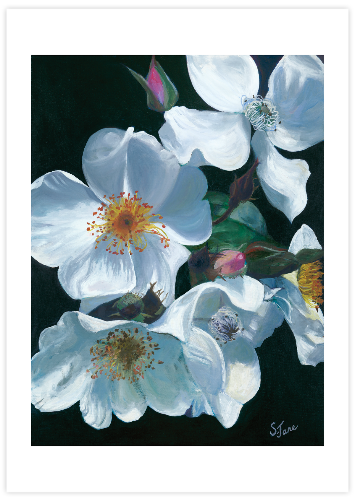 White Tumbling Briar Roses