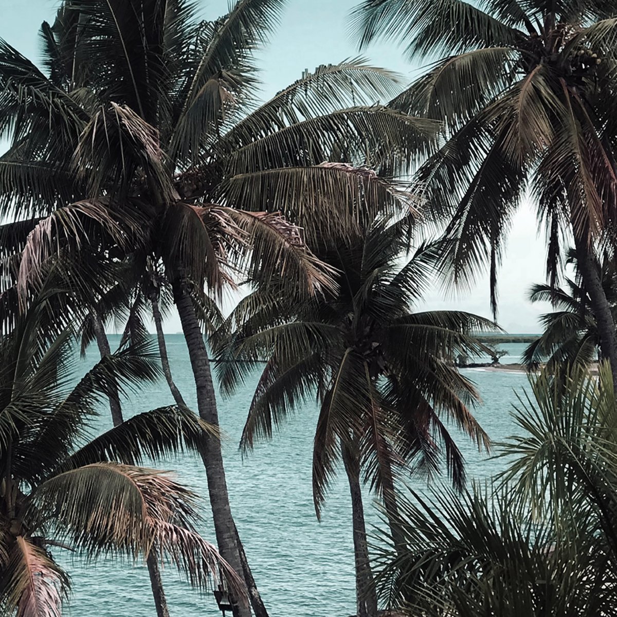 Moody landscape photograph of dense palm tree fronds overlooking a calm tropical ocean coastline.