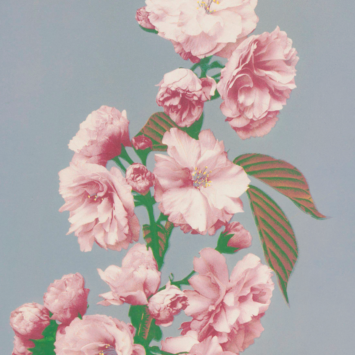 Vintage Japanese floral art print detailing soft pink cherry blossoms on a muted blue background by Ogawa Kazumasa.