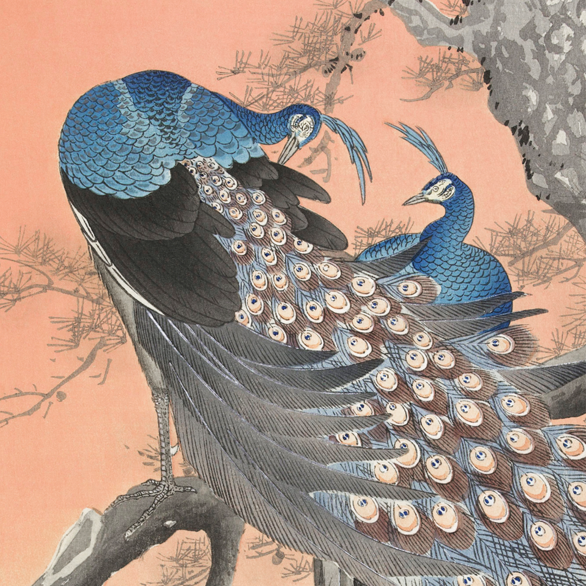 Vintage Japanese woodblock print of two blue peacocks against a soft pink background by Ohara Koson.