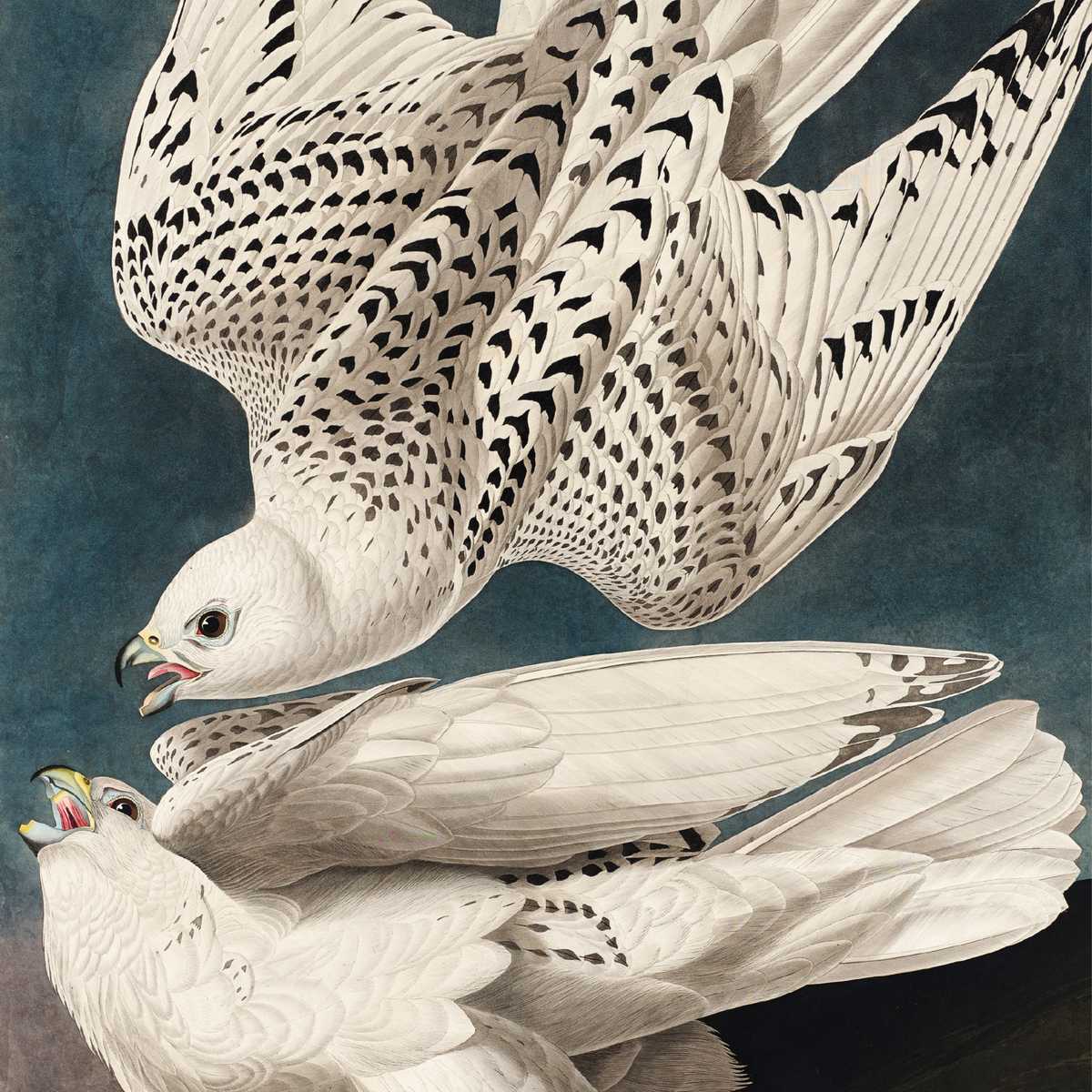 Detailed vintage wildlife illustration of a white gyrfalcon bird in flight by John James Audubon.