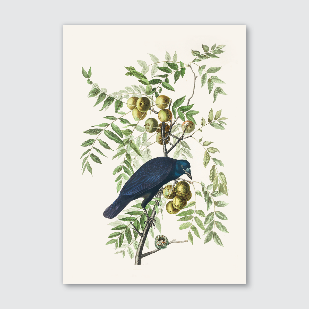 A digital reproduction of John James Audubon's illustration of an American Crow perched on a branch with green leaves and an olive branch in its talons.