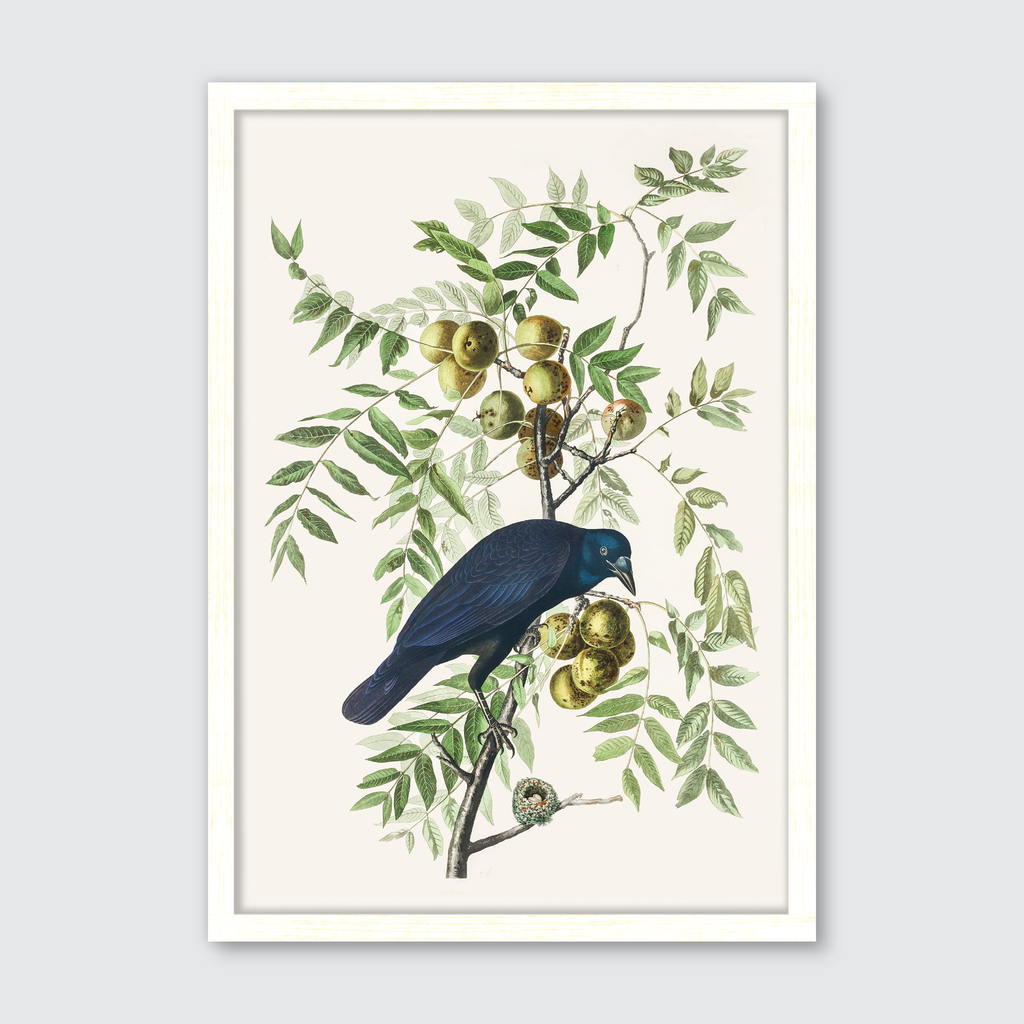 American Crow