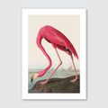 A vibrant illustration of a pink flamingo from John James Audubon’s Birds of America series.