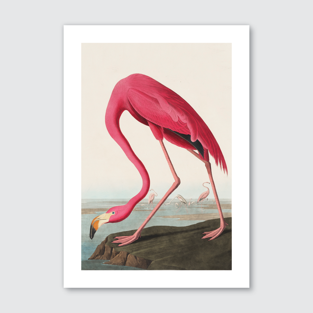 A vibrant illustration of a pink flamingo from John James Audubon’s Birds of America series.