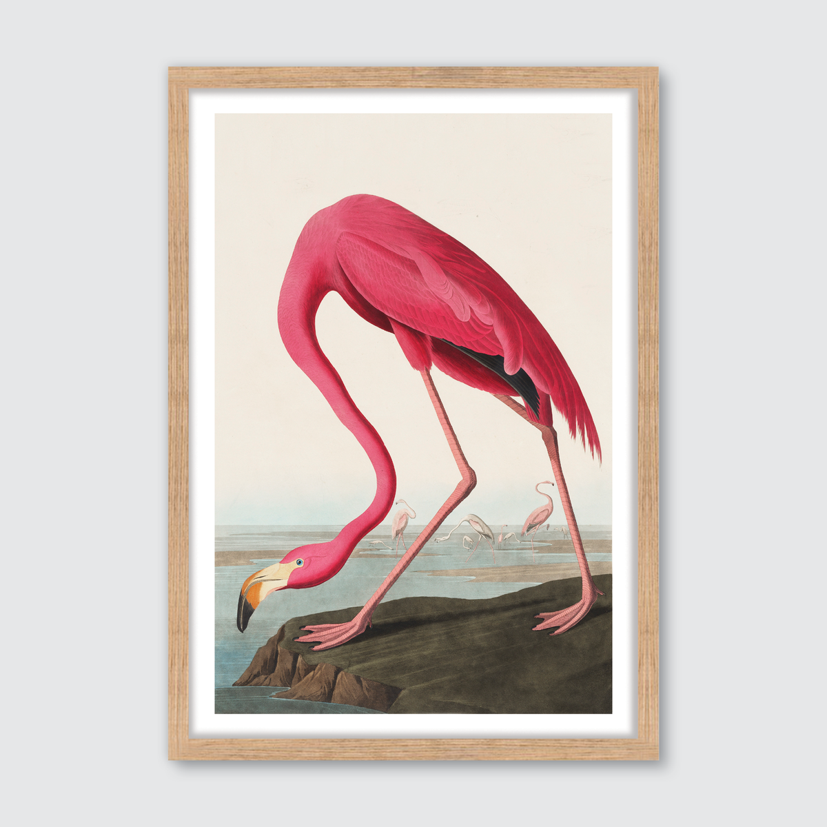 American Flamingo