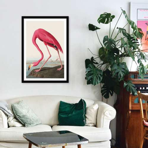 American Flamingo