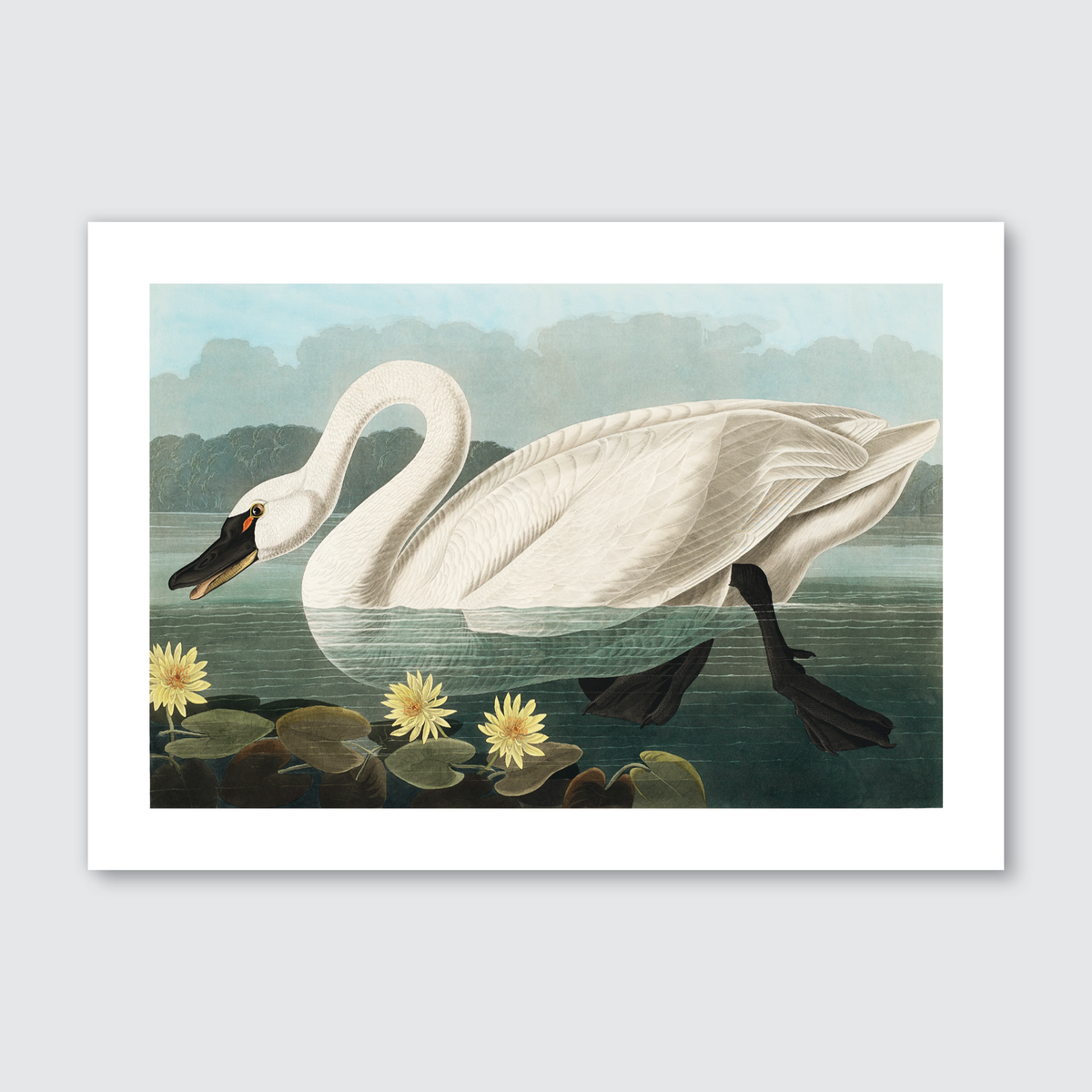 A vintage illustration of a white swan with a curved neck, surrounded by water and flowers, consistent with the style of John James Audubon's work.