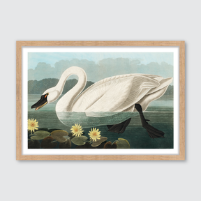 American Swan