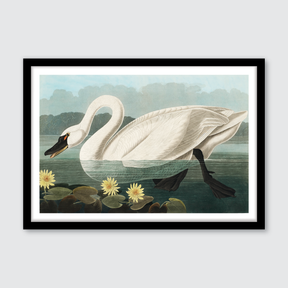 American Swan