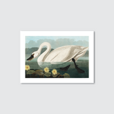 A vintage illustration of a white swan with a curved neck, surrounded by water and flowers, consistent with the style of John James Audubon's work.