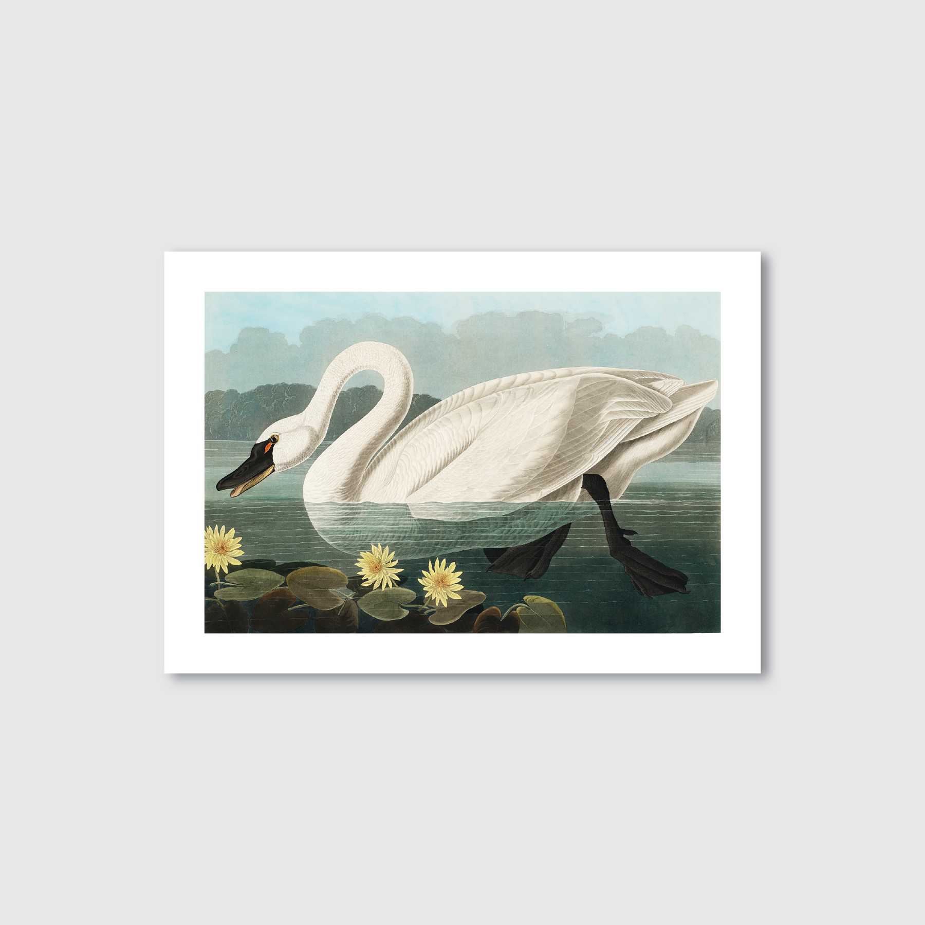 A vintage illustration of a white swan with a curved neck, surrounded by water and flowers, consistent with the style of John James Audubon's work.