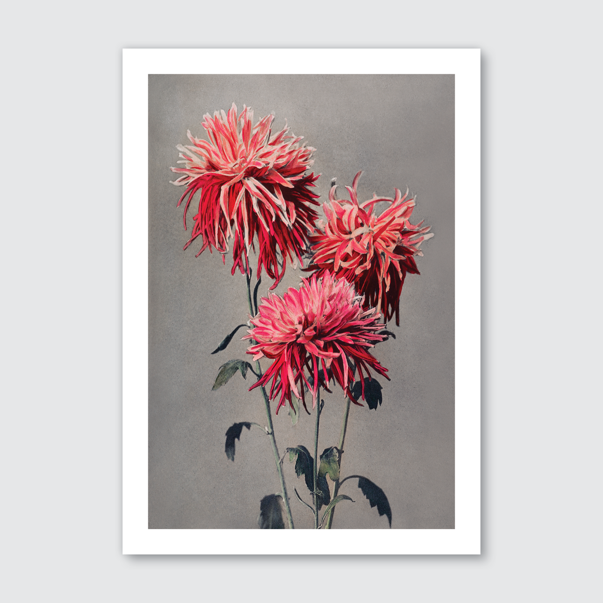 A vintage illustration of red morning glory flowers with detailed petals and green stems against a grey background.