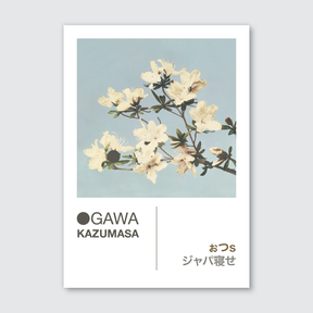 Azaleas