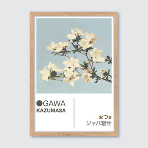 Azaleas