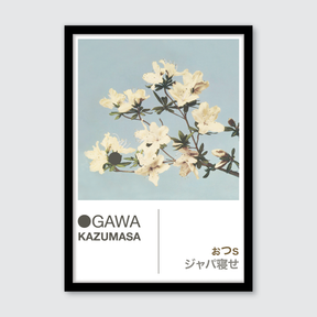 Azaleas