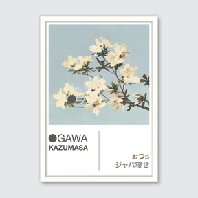 Azaleas