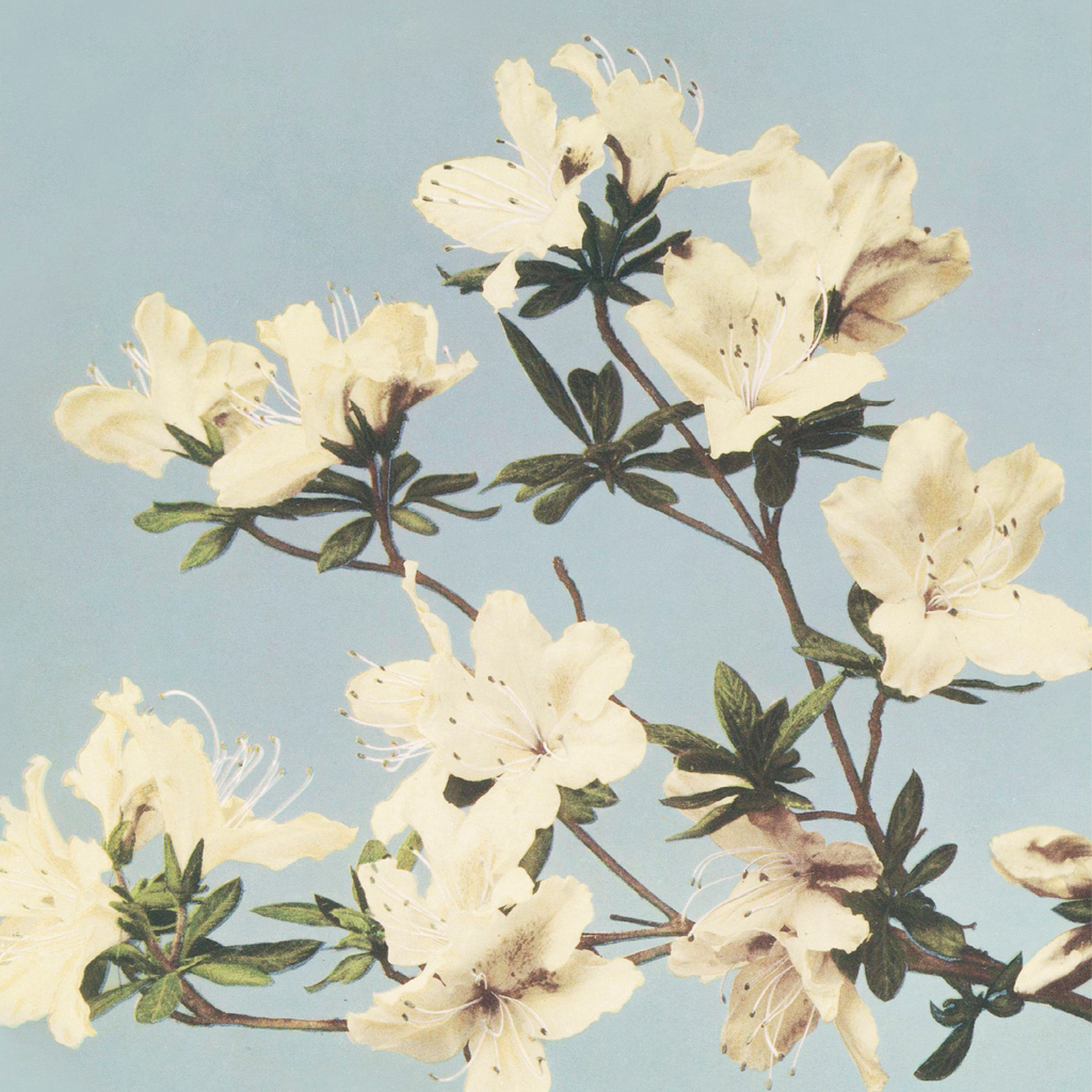 Azaleas