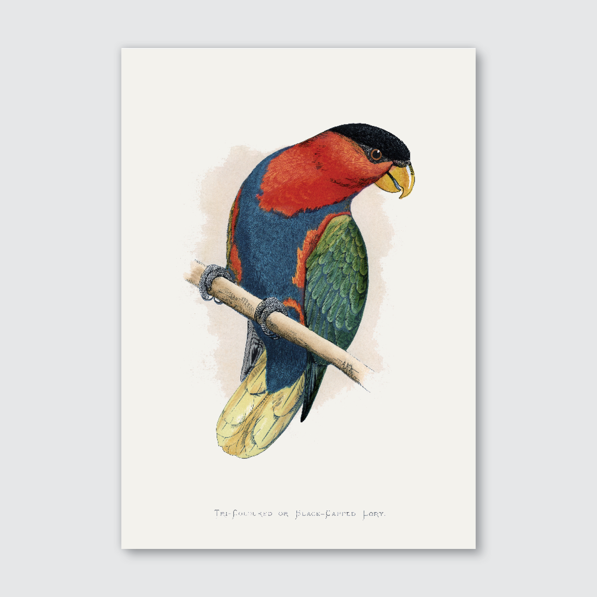 A vibrant illustration of a Black-Capped Lory bird perched on a branch, featuring rich reds, deep blues, and lush greens against a natural white background.