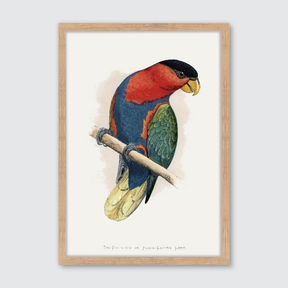 Black-Capped Lory