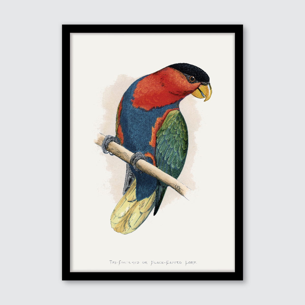Black-Capped Lory