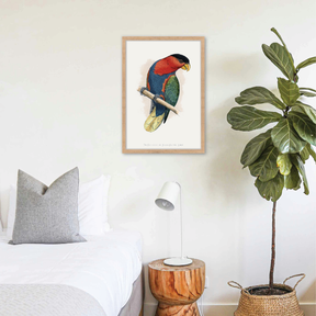 Black-Capped Lory