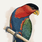 Black-Capped Lory