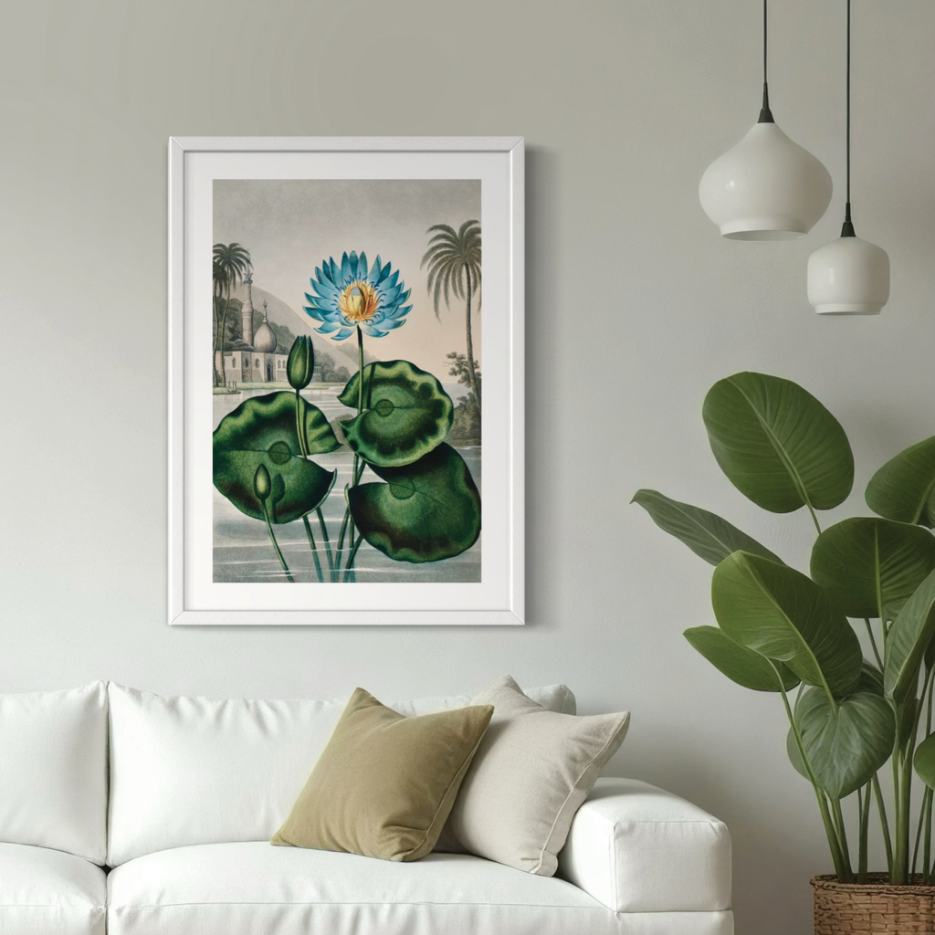 Blue Egyptian Water Lily (1807)