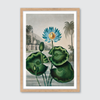 Blue Egyptian Water Lily (1807)