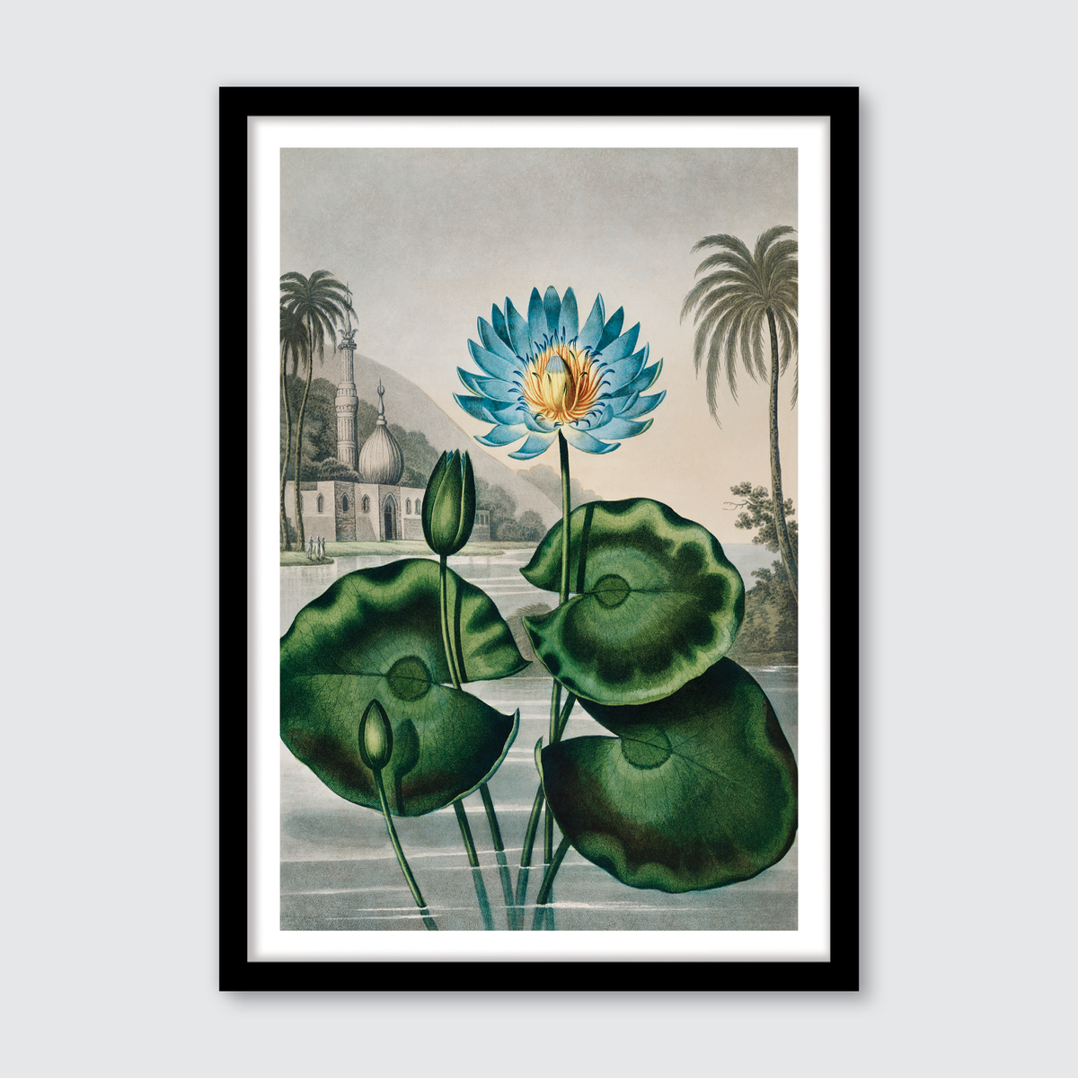 Blue Egyptian Water Lily (1807)