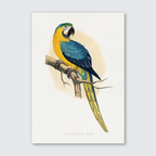 A vibrant illustration of a Blue & Yellow Macaw perched on a branch, with detailed feathers in blue, yellow, and green, against a natural white background.