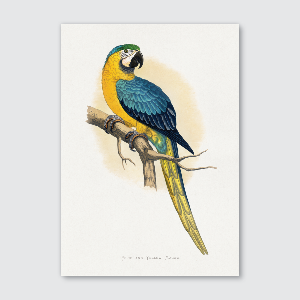 A vibrant illustration of a Blue & Yellow Macaw perched on a branch, with detailed feathers in blue, yellow, and green, against a natural white background.
