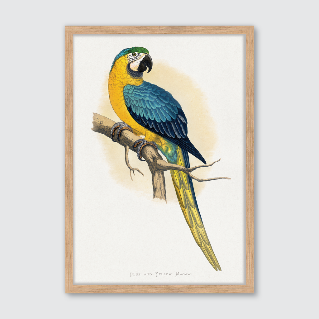 Blue & Yellow Macaw
