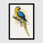 Blue & Yellow Macaw