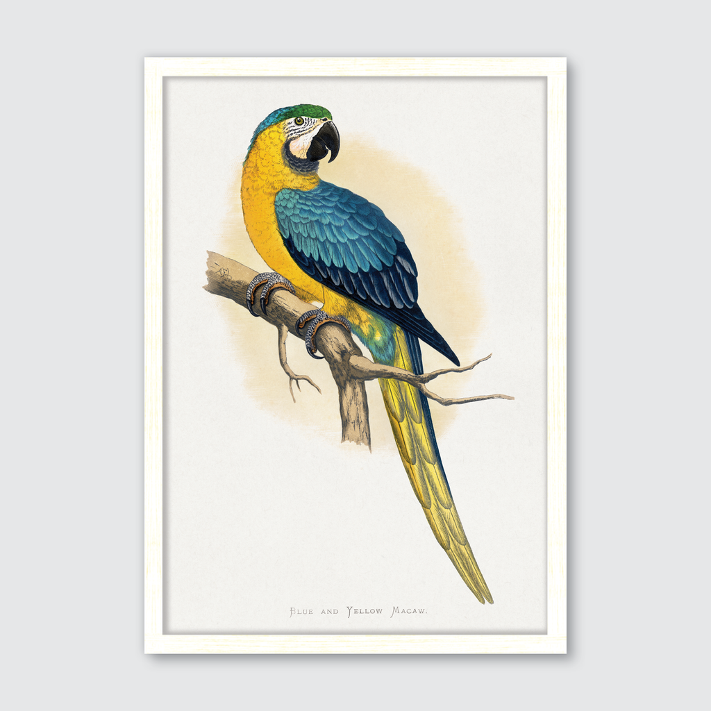 Blue & Yellow Macaw