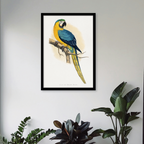 Blue & Yellow Macaw