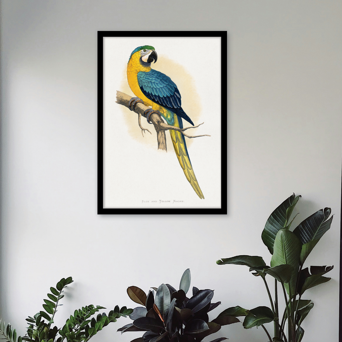 Blue & Yellow Macaw