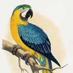 Blue & Yellow Macaw