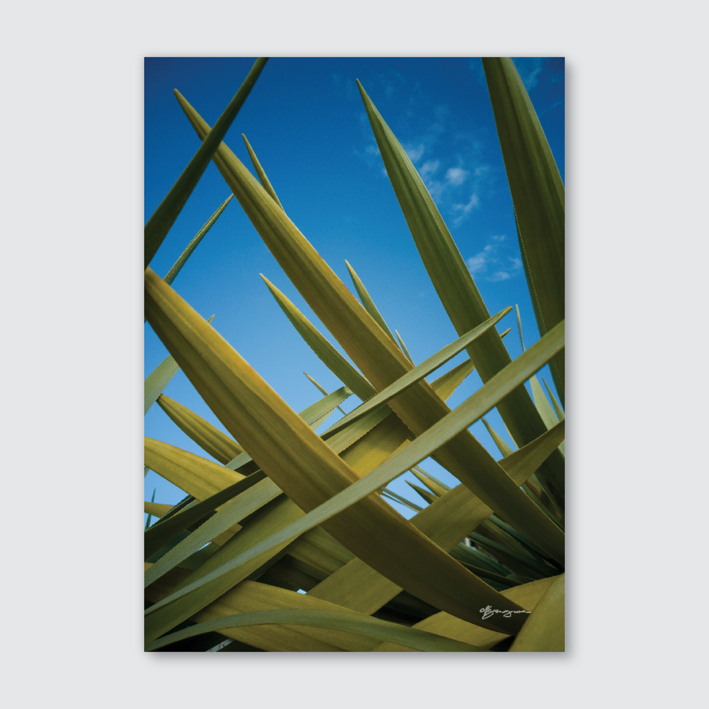 A close-up photograph of green New Zealand native flax leaves against a vivid blue sky, showcasing an abstract pattern.