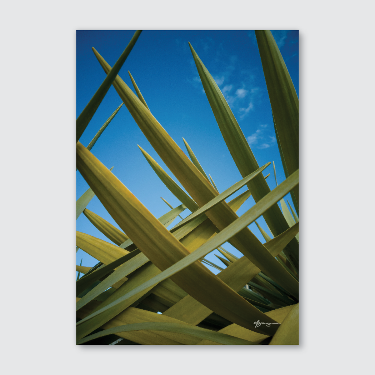 A close-up photograph of green New Zealand native flax leaves against a vivid blue sky, showcasing an abstract pattern.