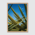 Botany