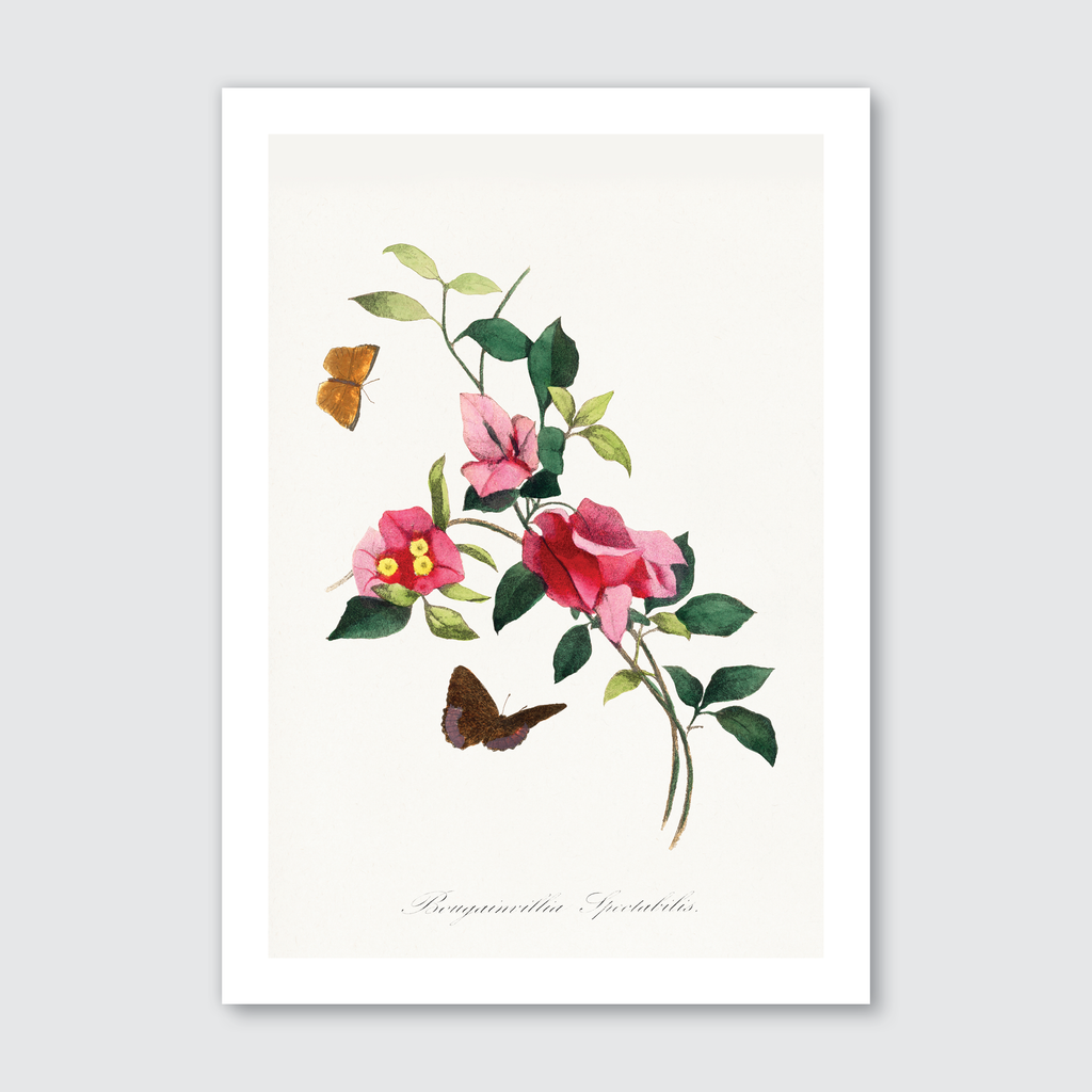 Bougainvillea Flower