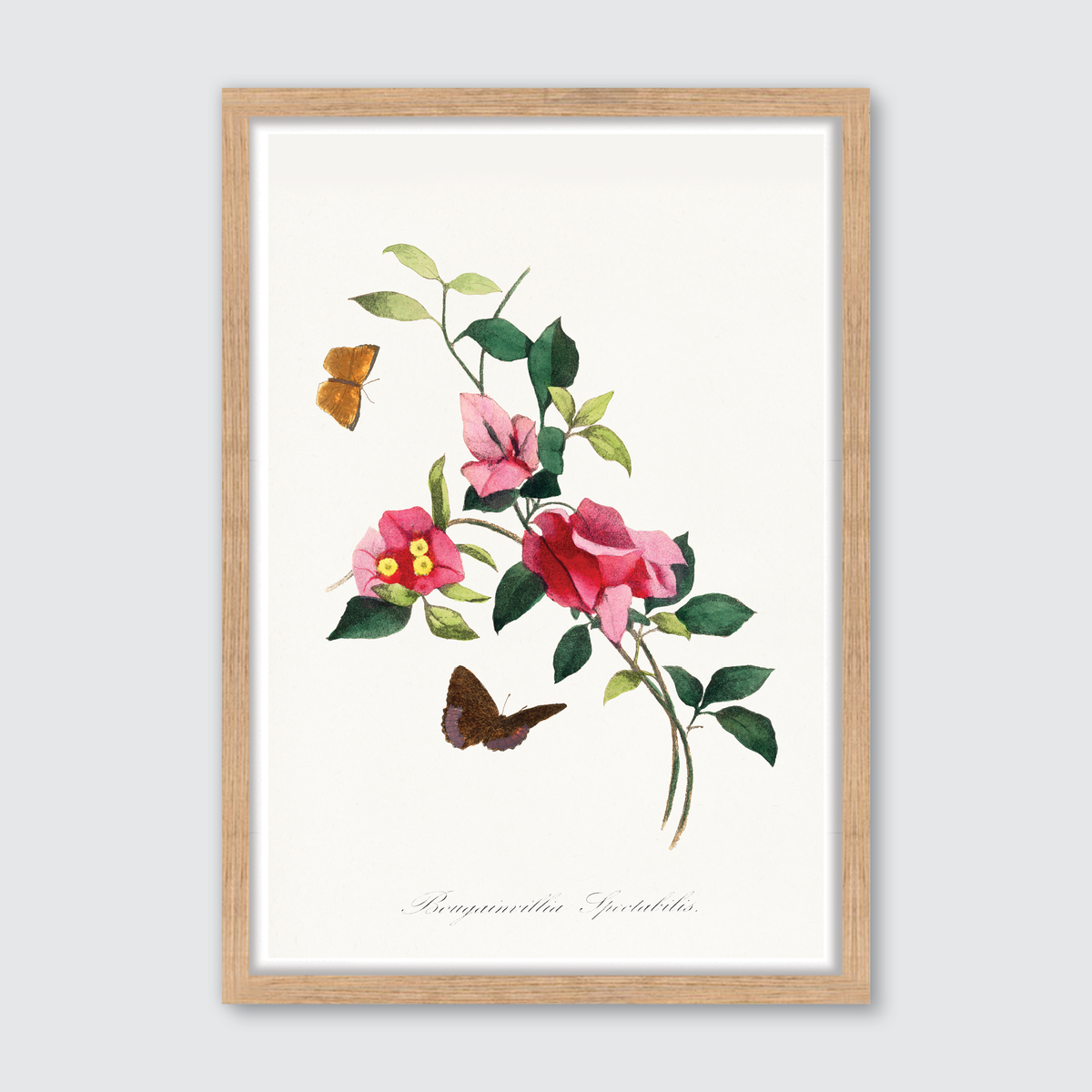 Bougainvillea Flower