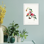 Bougainvillea Flower