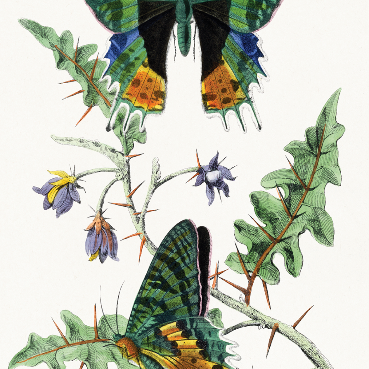 Butterfly